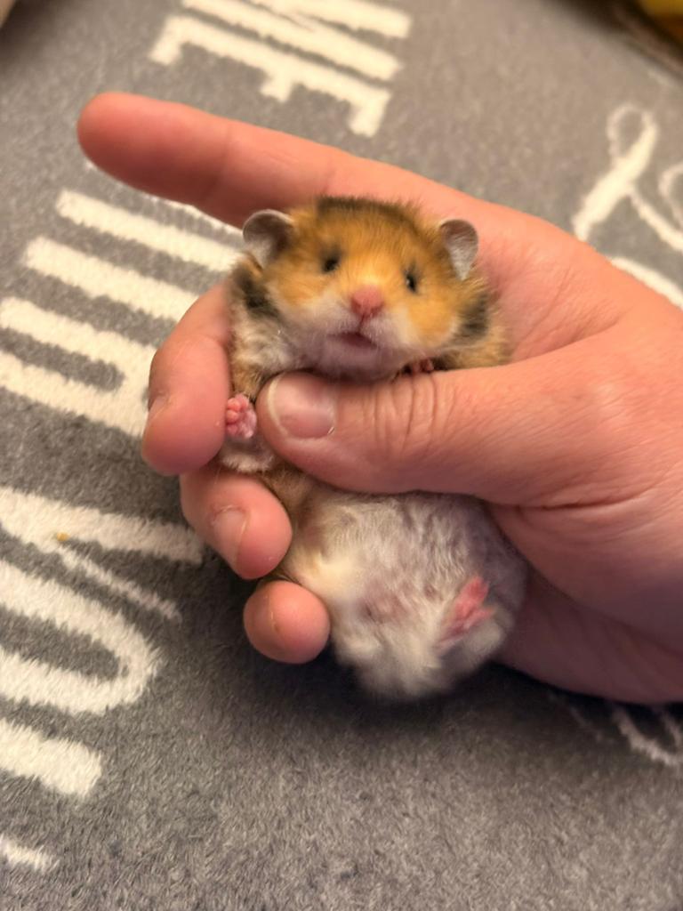 Goudhamster angoura, Dieren en Toebehoren, Knaagdieren, Hamster, Februari, Vrouwelijk, Tam