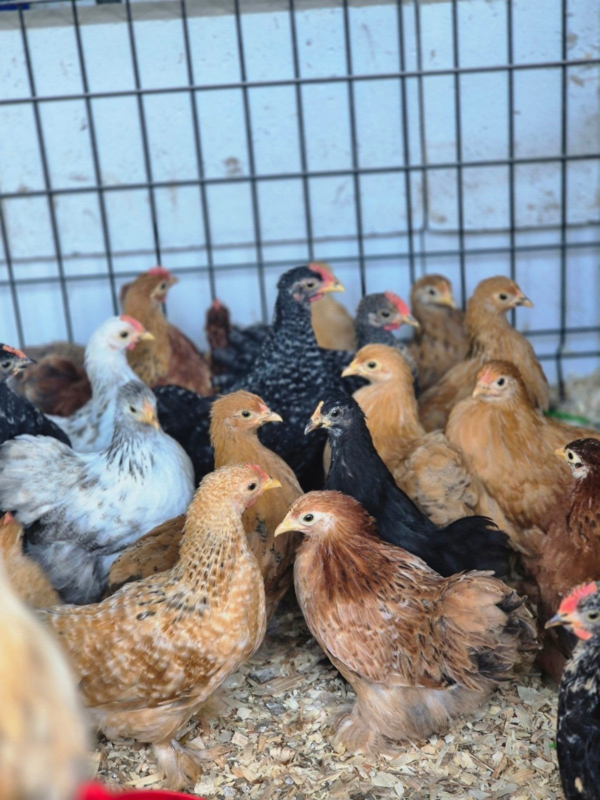 Cochin krielen! EIGEN KWEEK, Dieren en Toebehoren