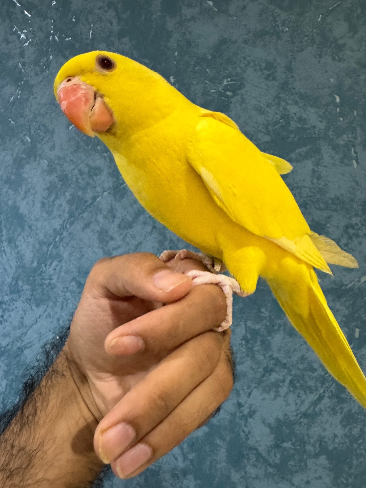 Super apprivoisée perruche à collier, Animaux & Accessoires, Oiseaux | Perruches & Perroquets, Perruche