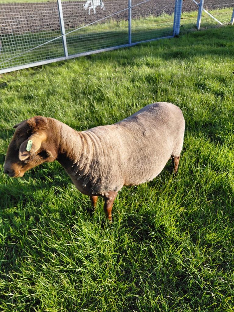 Voskop ooi te koop, Dieren en Toebehoren, Pony's, Ontwormd