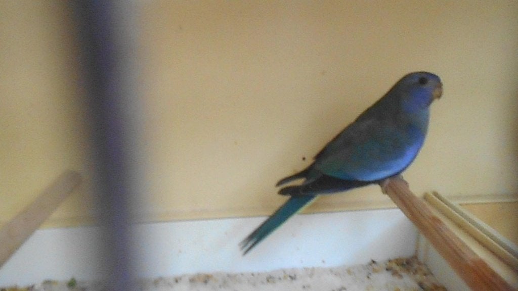 splendid  65€ de koppel, Dieren en Toebehoren, Meerdere dieren, Parkiet, Geringd