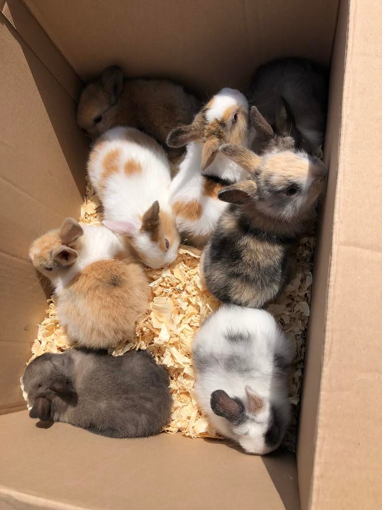 Dwergkonijntjes te koop, Dieren en Toebehoren, Konijnen, Meerdere dieren, Klein, 0 tot 2 jaar