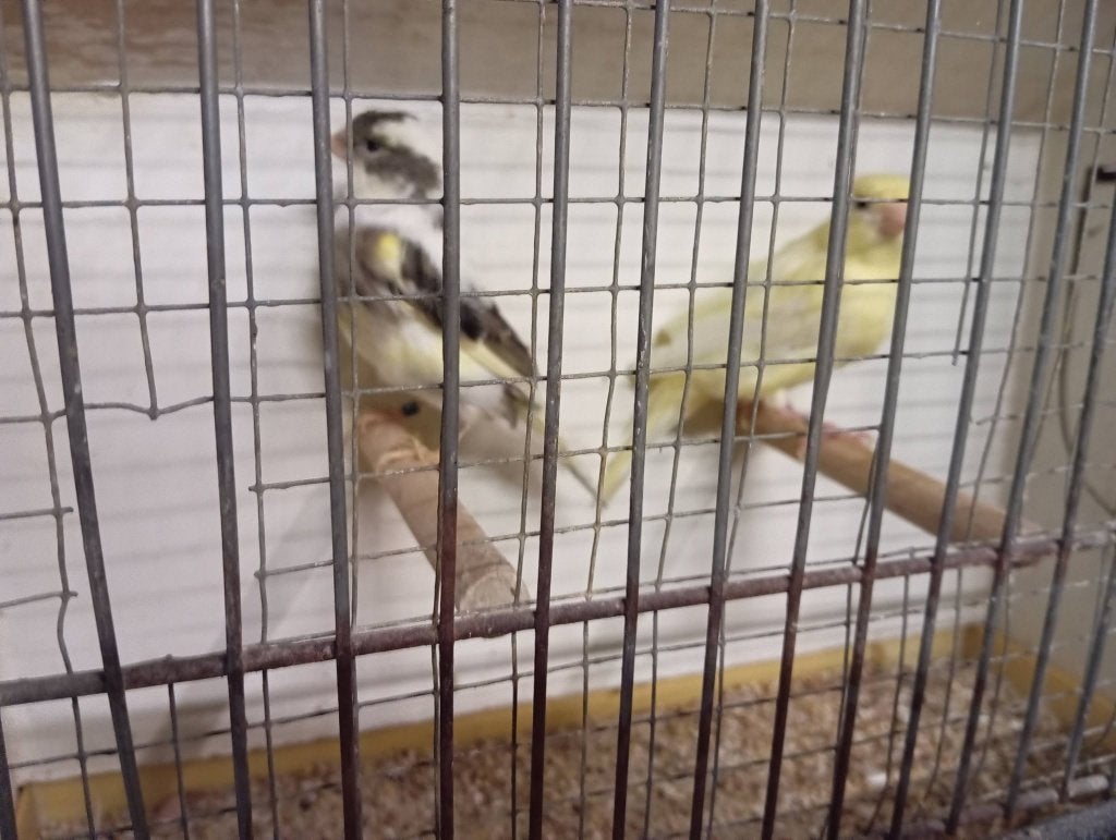 koppel kanaries van 2025 voor kweek 2027 harlekijn (8) lezen, Dieren en Toebehoren, Vogels | Kanaries, Kleurkanarie