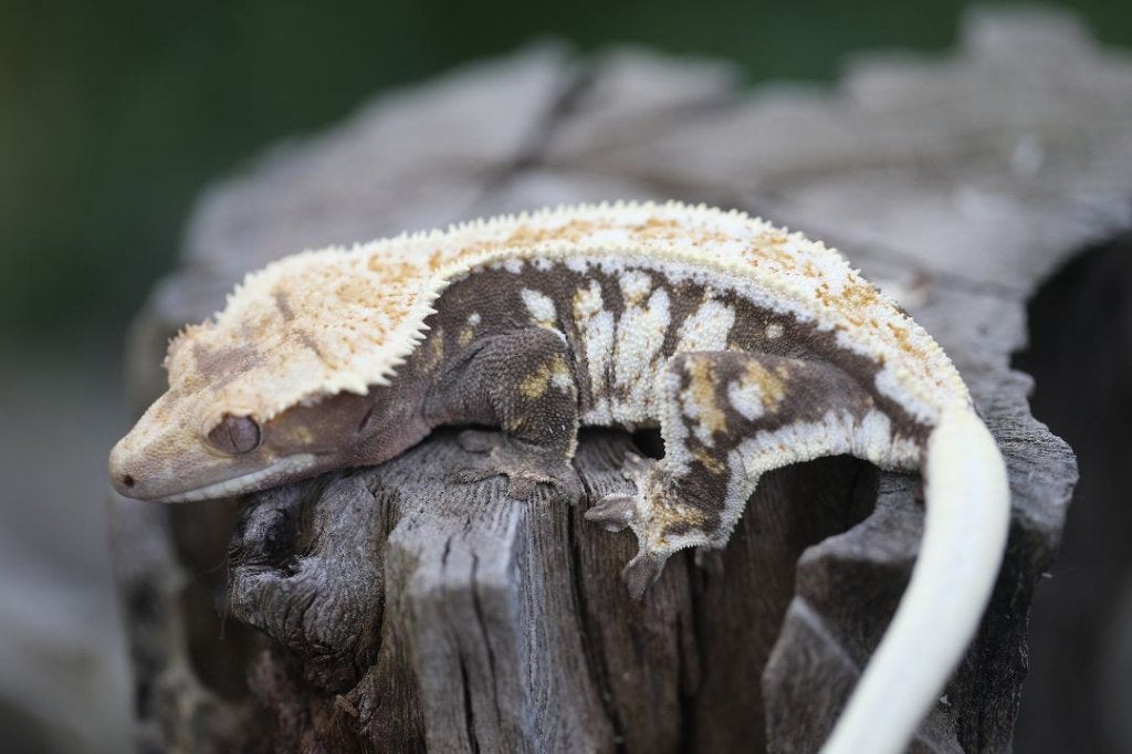 PET ONLY wimpergekko vrouw, Animaux & Accessoires, Reptiles & Amphibiens, Lézard, Domestique, 0 à 2 ans