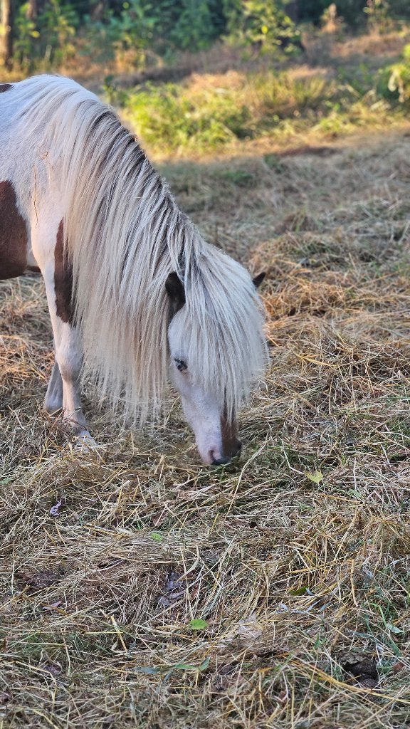 N.M.P.R.S. mini paardje, Dieren en Toebehoren, Gechipt, Niet van toepassing, 0 tot 2 jaar, Hengst
