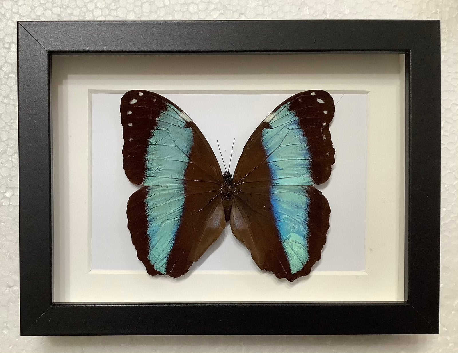 Morpho vlinder in lijst, Ophalen, Nieuw