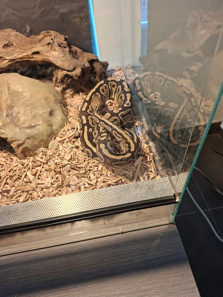 Te koop, Dieren en Toebehoren, Slang, Tam, 3 tot 6 jaar