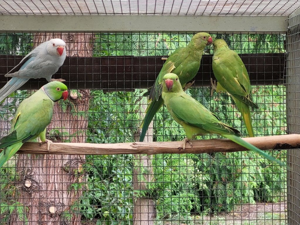 3 jonge halsband parkieten (groen), Sexe inconnu, Perruche, Bagué