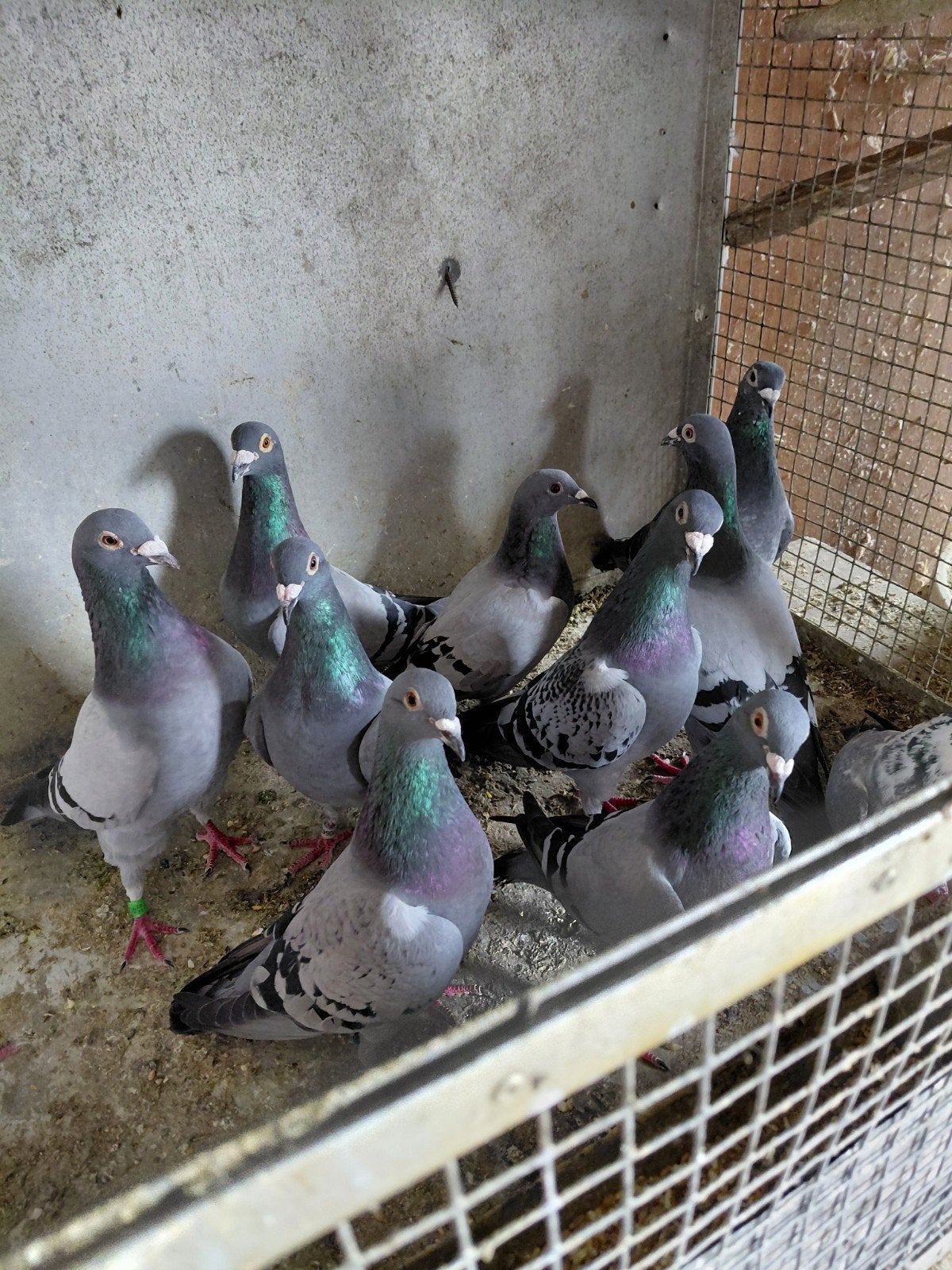 Pigeons