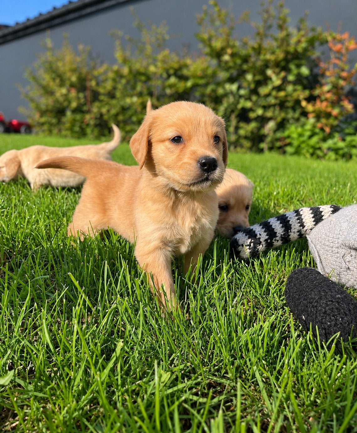 Knappe golden retriever pups (geteste ouders), Golden retriever, België, CDV (hondenziekte), 8 tot 15 weken