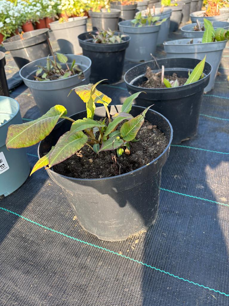 Persicaria, Tuin en Terras, Ophalen
