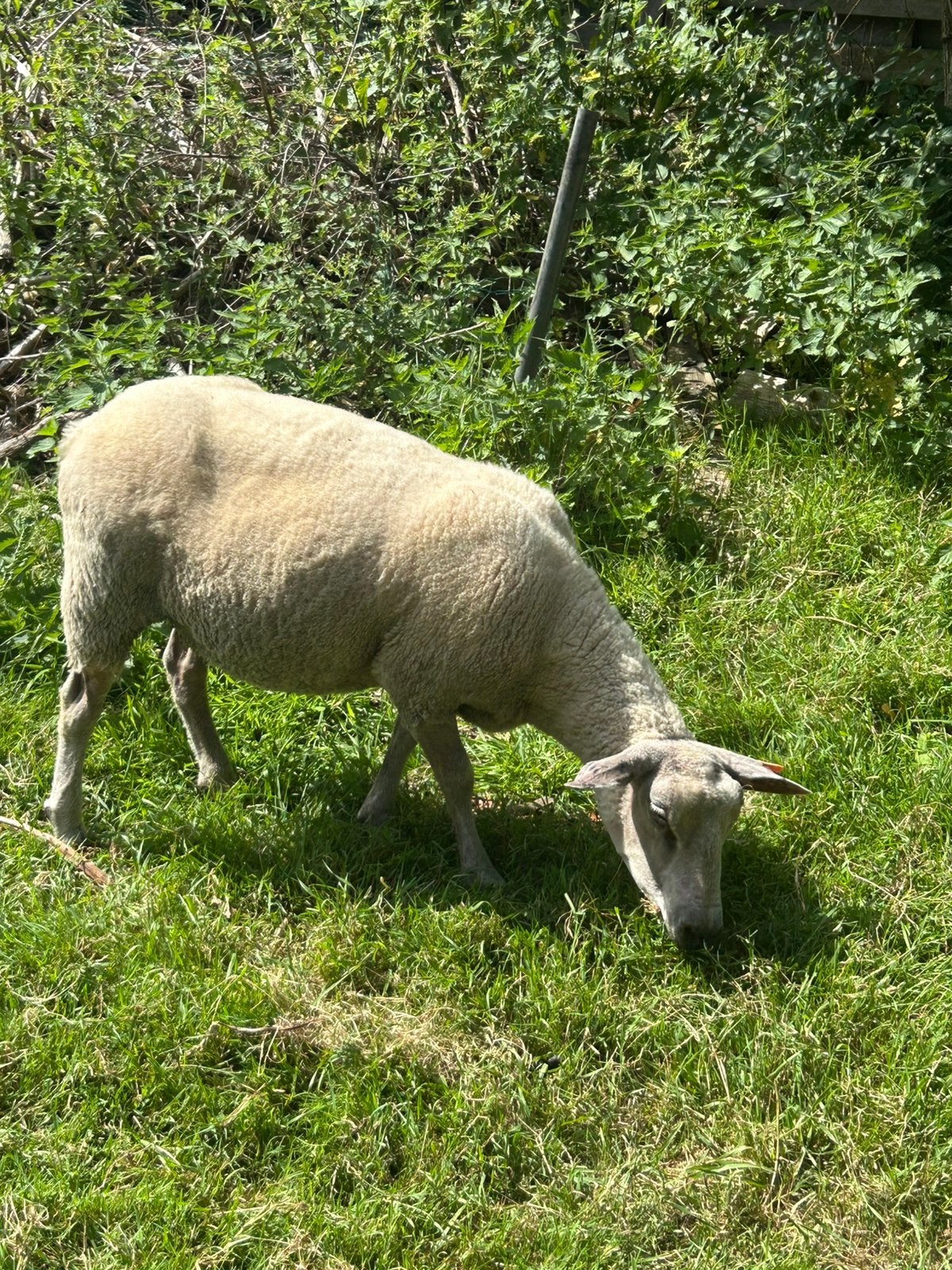Schapen