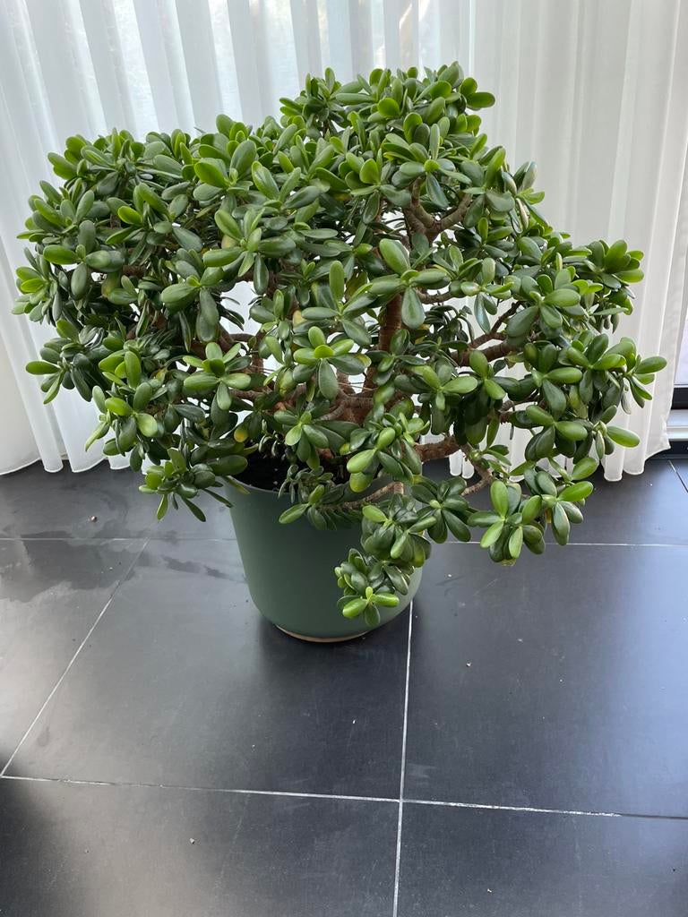 Mooie crassula ovata Jade boom., Enlèvement, Plante succulente, 100 à 150 cm
