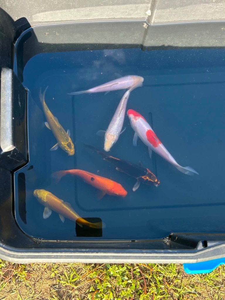7x Ghost Koi, Yamabuki, Shiro Muji & Kohaku, Animaux & Accessoires, Carpe ou Koï