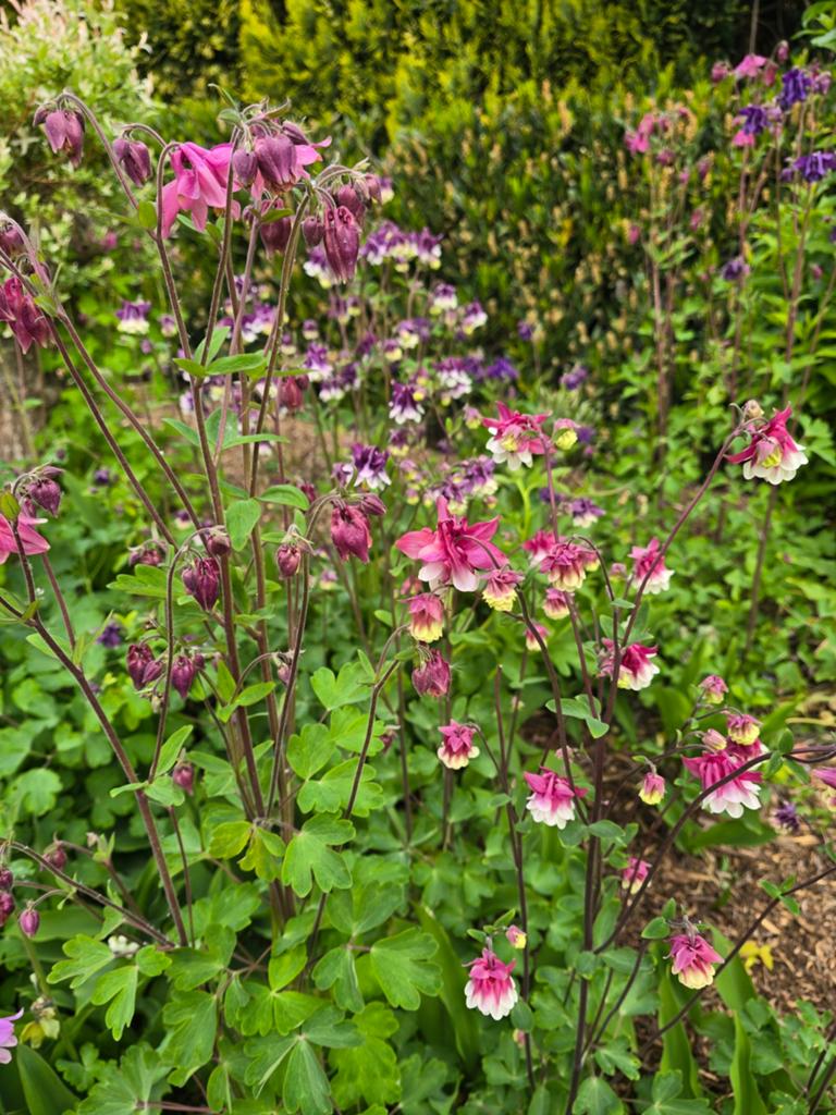 Meerjarige bloem, Tuin en Terras, Planten | Tuinplanten, Ophalen