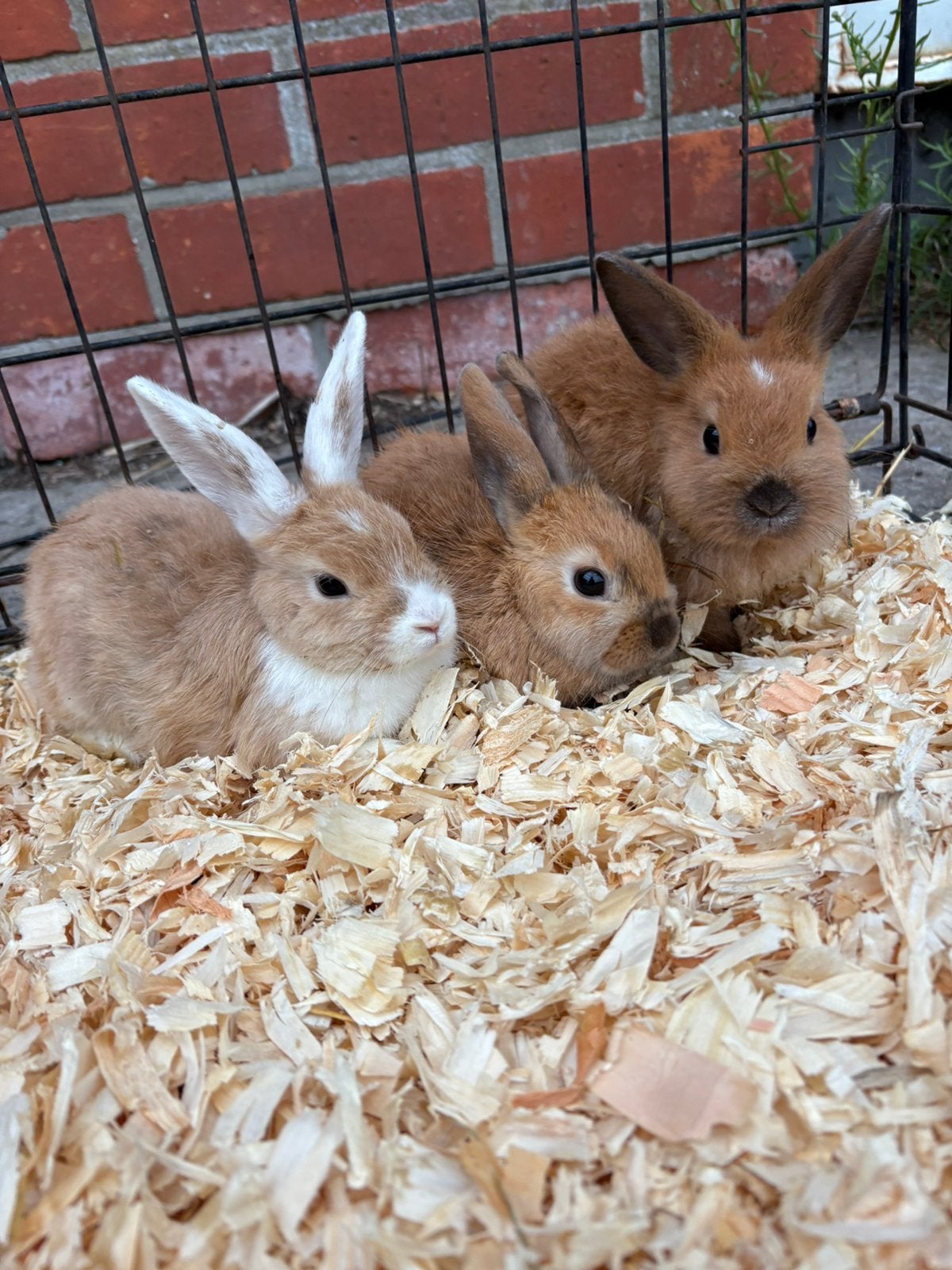 Lieve dwergkonijntjes te koop, Dieren en Toebehoren, Meerdere dieren, Dwerg, 0 tot 2 jaar