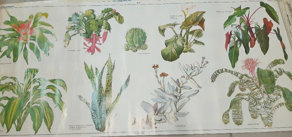 poster planten - kamerplanten ; 27x62cm  Reader's Digest, Ophalen of Verzenden, Zo goed als nieuw, Natuur, Prent