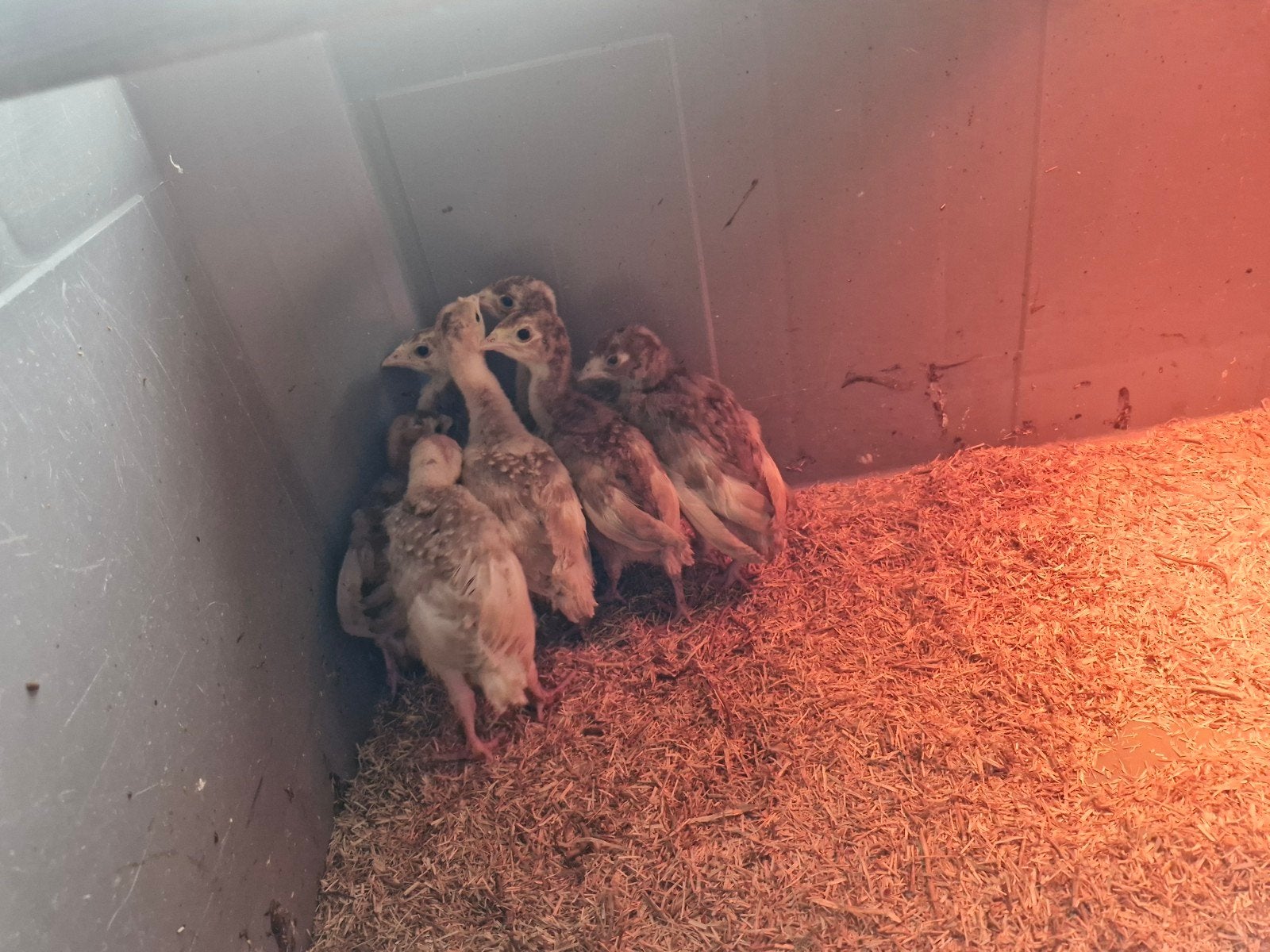 kalkoenkuikens, Dieren en Toebehoren