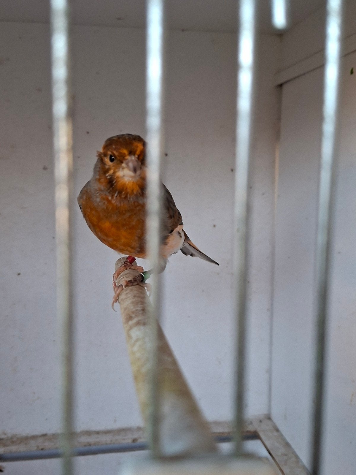 2 bonte mannen kanaries, Dieren en Toebehoren