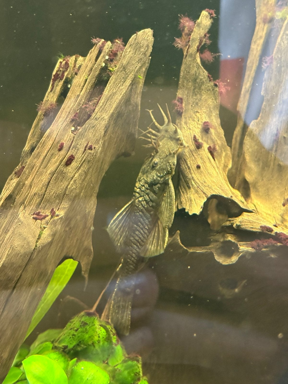 Borstelneus pleco