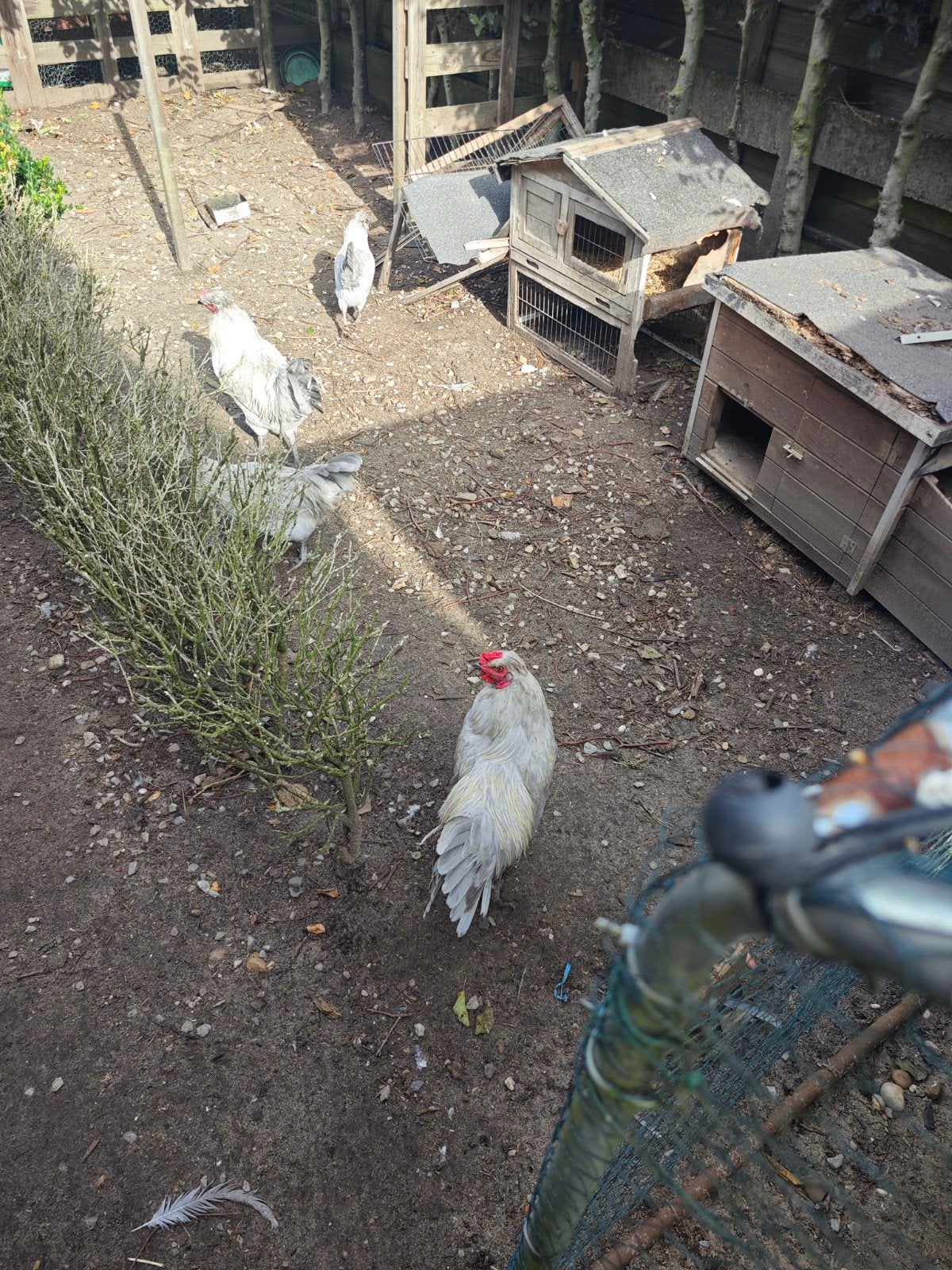 Lavender Araucana Hanen, Dieren en Toebehoren, Mannelijk, Kip
