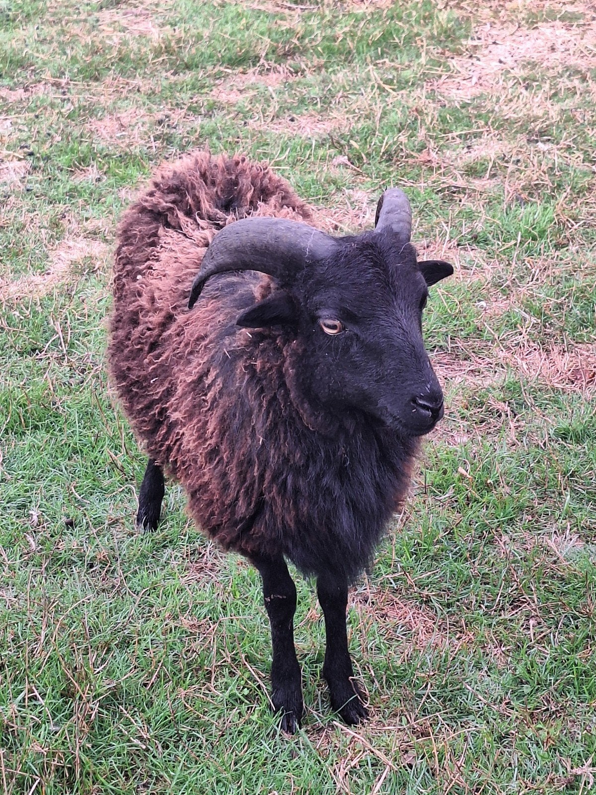 heel lief mooi zwart ouessant bokje, Dieren en Toebehoren, Mannelijk, Schaap, 0 tot 2 jaar