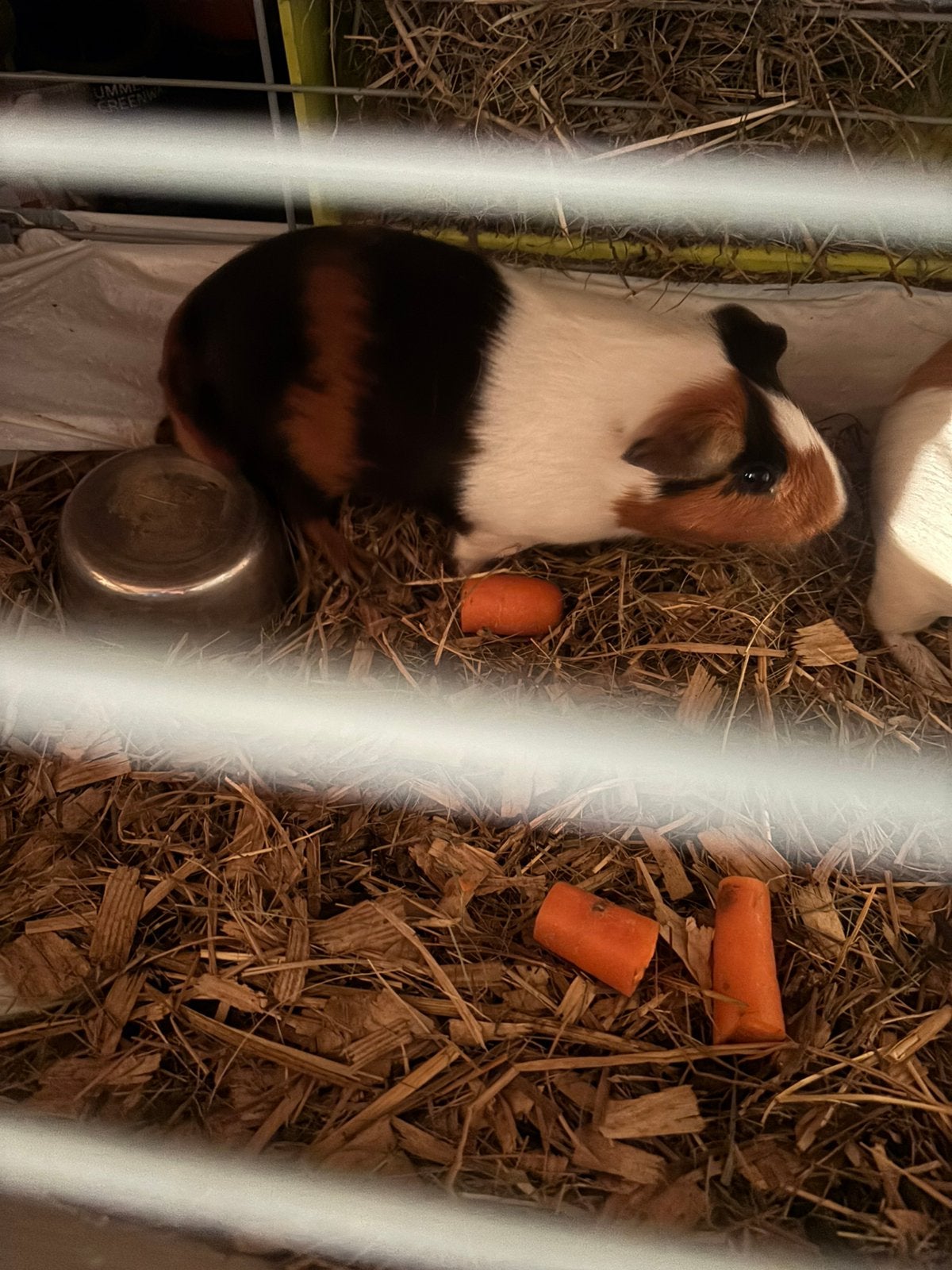 Cavia a vendre, Dieren en Toebehoren, Hamster, Mannelijk, December, Tam