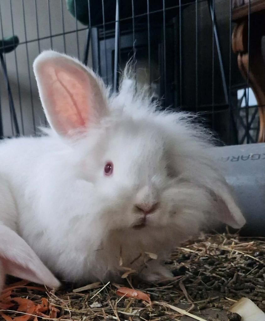 Konijn, Dieren en Toebehoren, Konijnen, Mannelijk, Groot, Hangoor, 0 tot 2 jaar