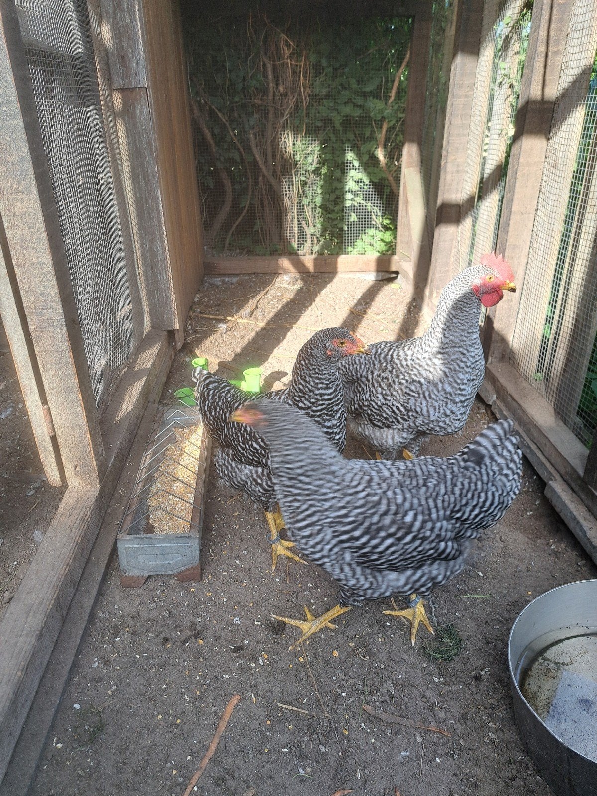 Foktoom Amrock, Femelle, Poule ou poulet
