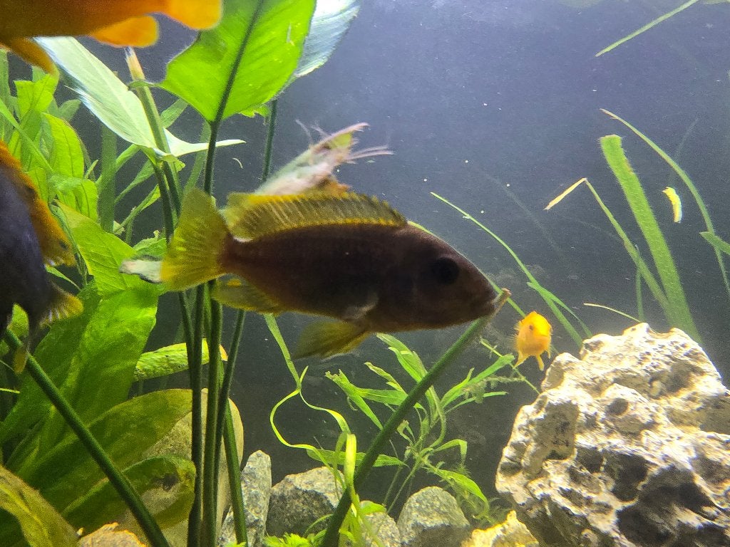 Iodotropheus Sprengerae (Rusty) Mbuna Cichlid te koop!, Poisson, Poisson d'eau douce