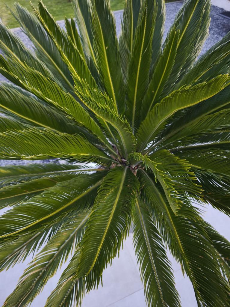 Cycas revoluta 30jaar-180cm vredespalm, Tuin en Terras, Ophalen