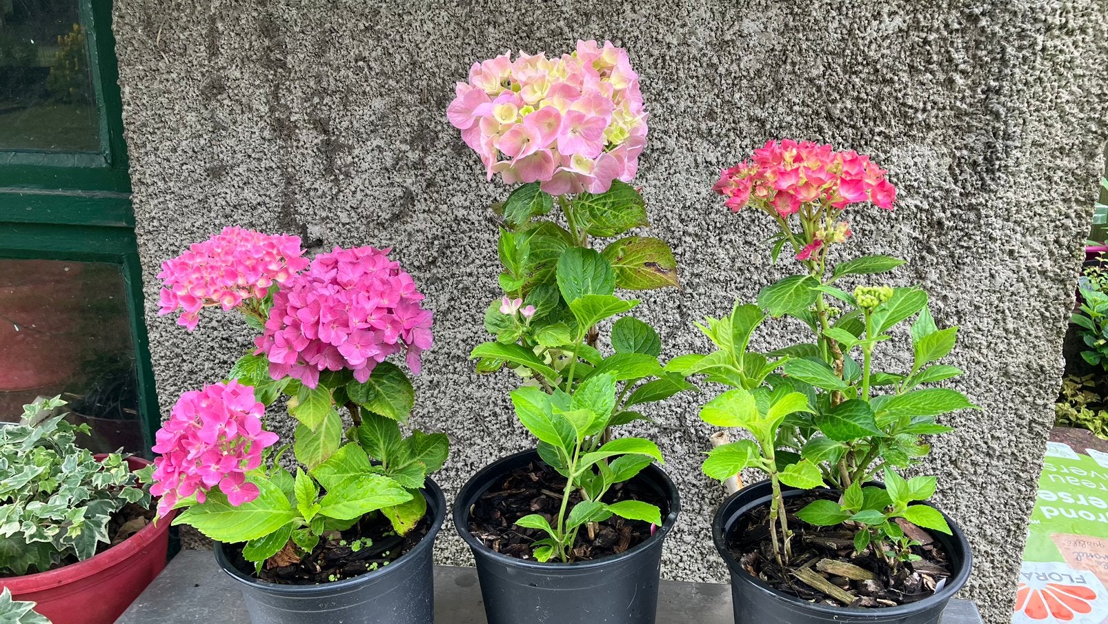 Hortensia, Jardin & Terrasse, Plantes | Jardin, Enlèvement ou Envoi