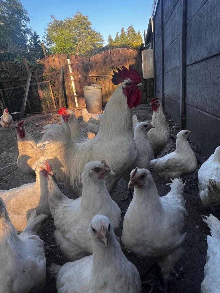Broedeieren van poule de bresse, Dieren en Toebehoren, Pluimvee