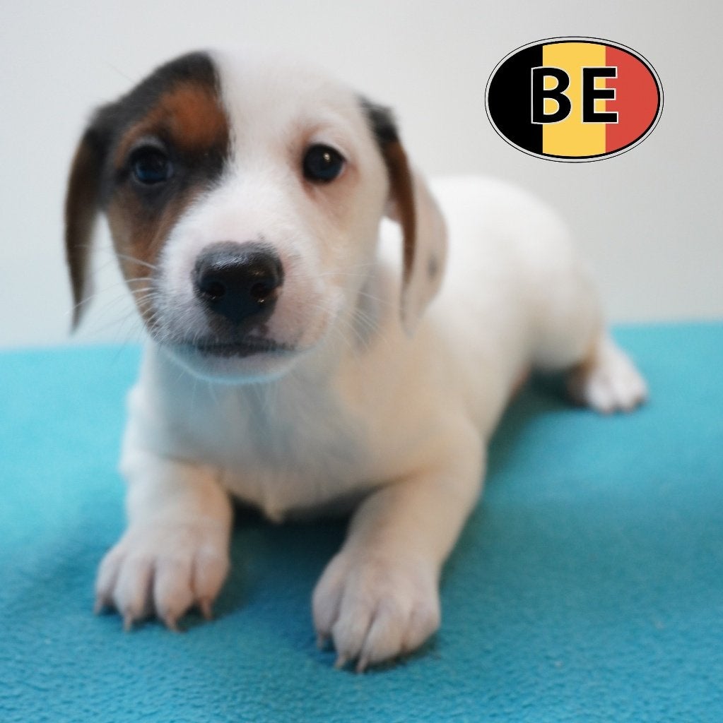 Chiots Jack Russell pleins d'énergie à vendre, Animaux & Accessoires, Commerçant, Chien (mâle), Belgique, 8 à 15 semaines
