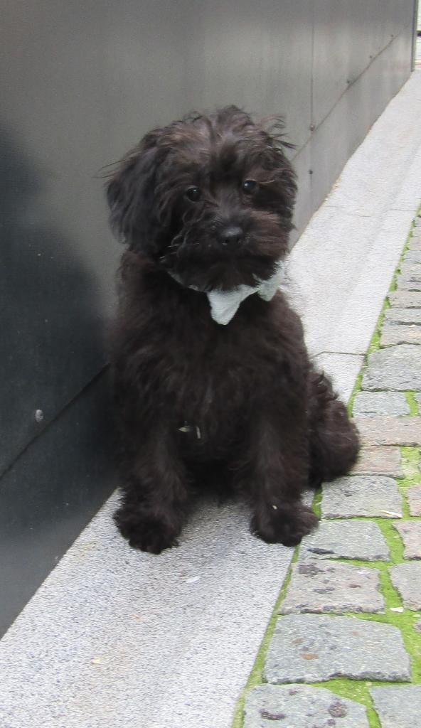 Yorkipoo puppy reutje, Dieren en Toebehoren, Parvo, België, 15 weken tot 1 jaar, Reu