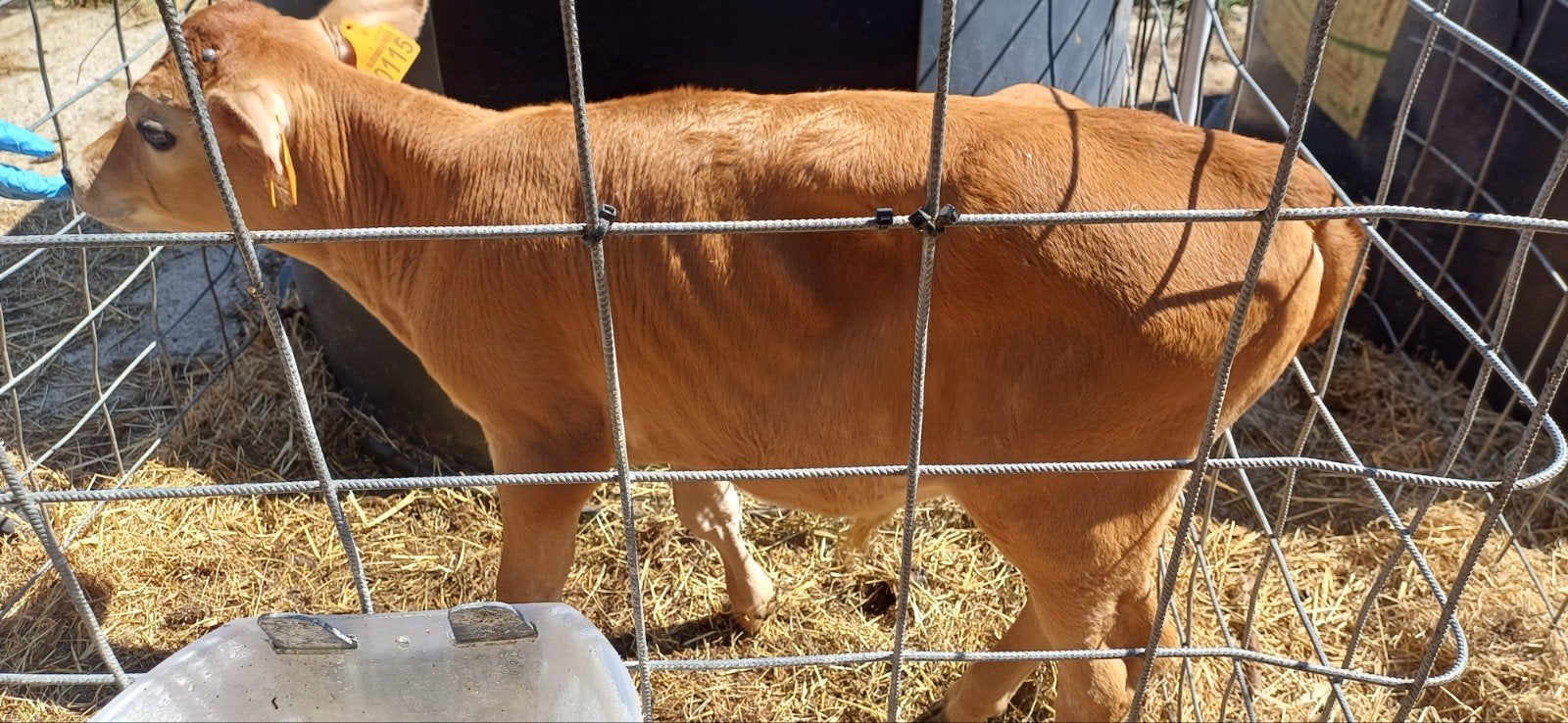 Jersey stiertjes, Dieren en Toebehoren