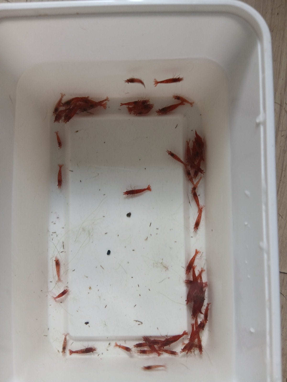 Red Neocardina garnalen, Dieren en Toebehoren, Kreeft, Krab of Garnaal, Zoetwatervis, Schoolvis