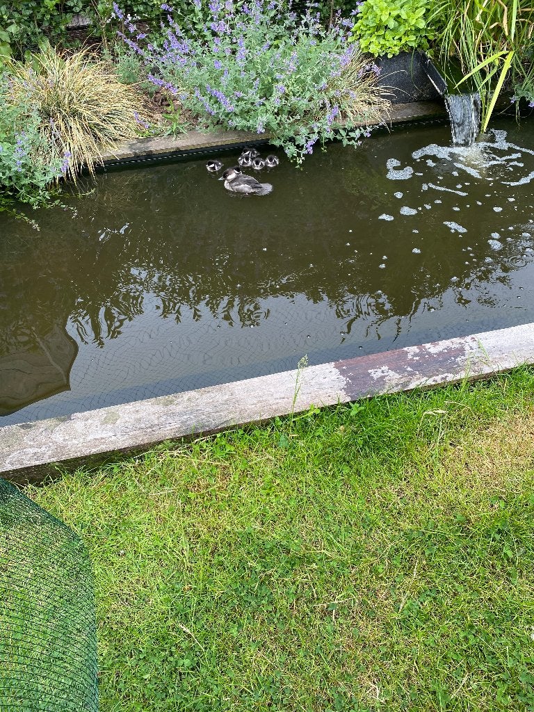 Buffelkopeend 2026, Plusieurs animaux, Canard
