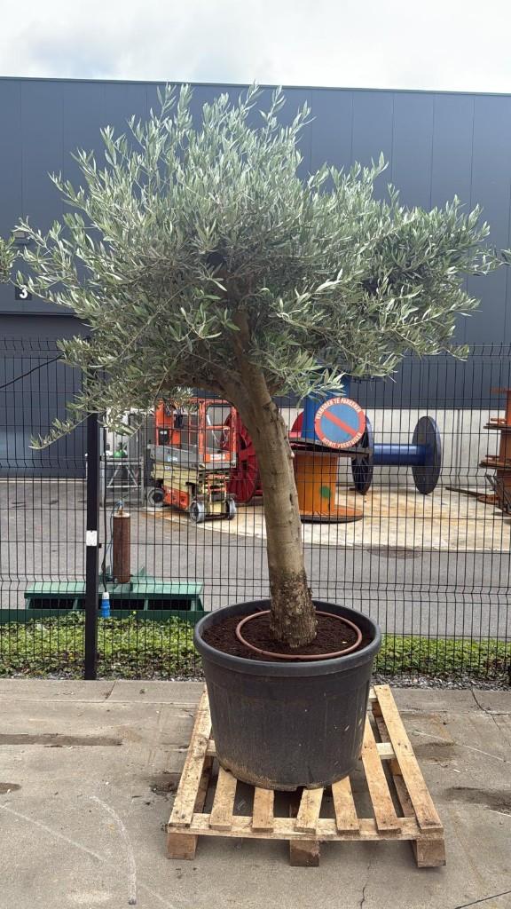 Olijfboom, Tuin en Terras, Planten | Bomen, Lente, 100 tot 250 cm, Olijfboom, Ophalen