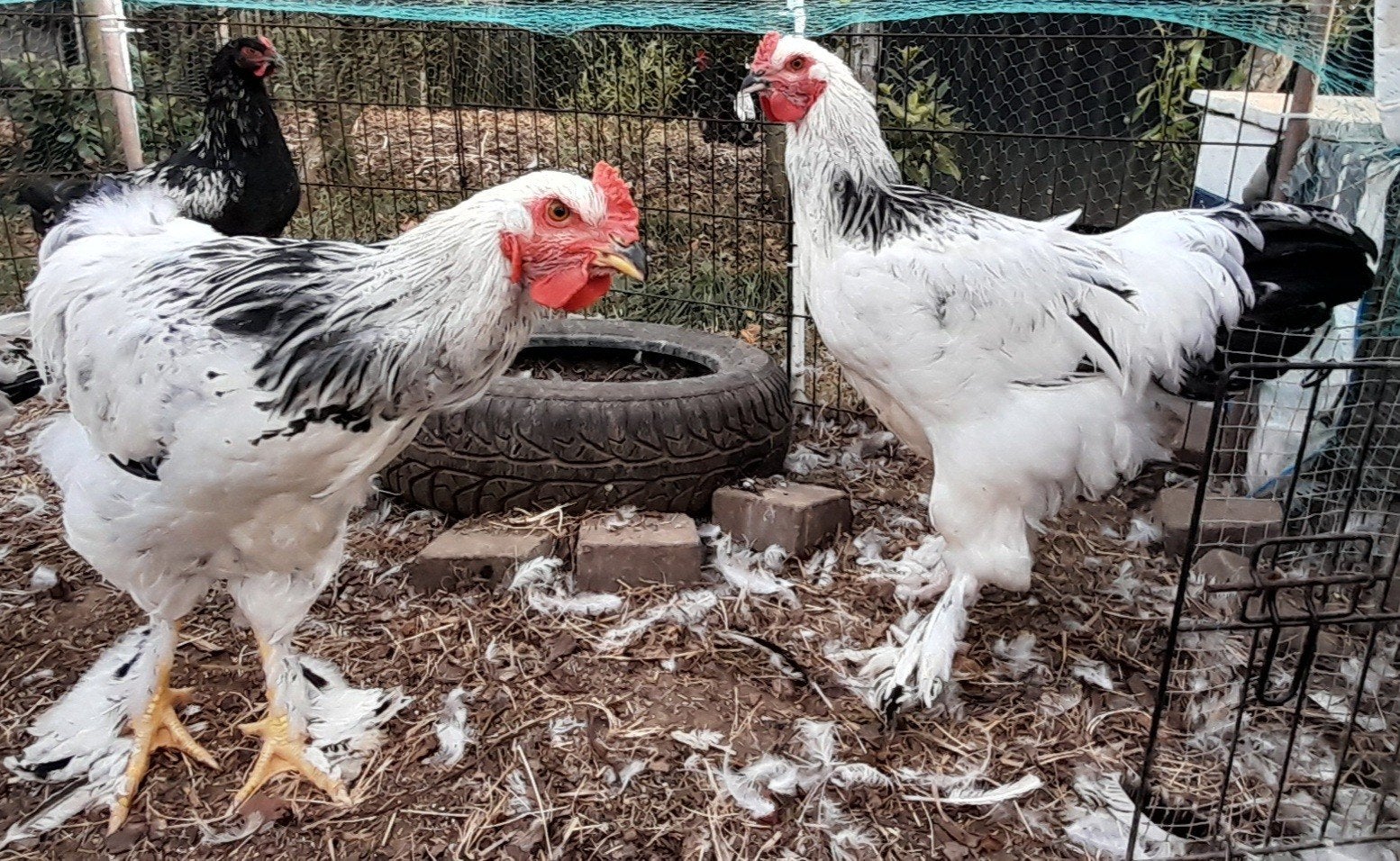 2 jonge grote brahama hanen, Dieren en Toebehoren, Pluimvee, Mannelijk, Kip