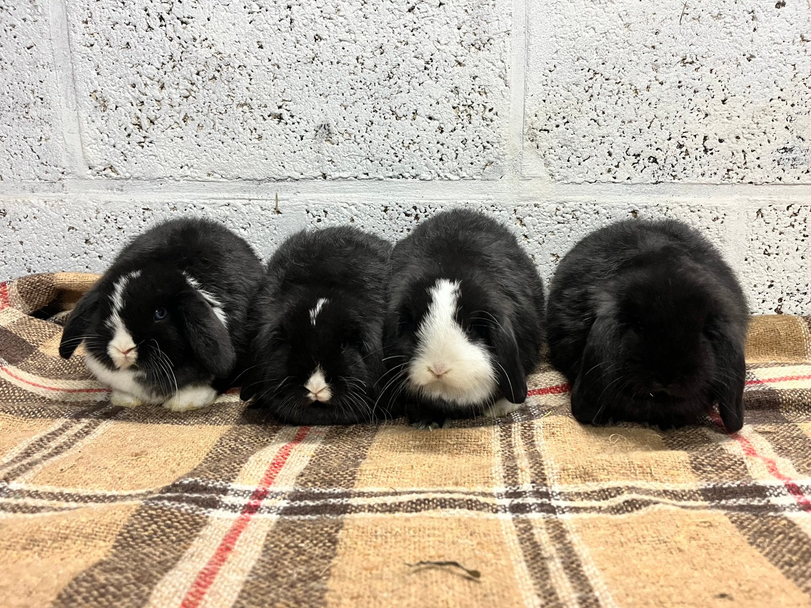 2 x minilop koppel, Dieren en Toebehoren, Meerdere dieren, Klein, Hangoor, 0 tot 2 jaar