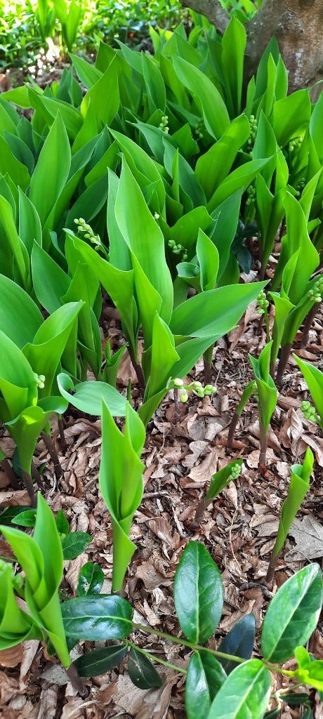 Meiklokjes 50st/10€, Ophalen, Bodembedekkers, Vaste plant, Halfschaduw