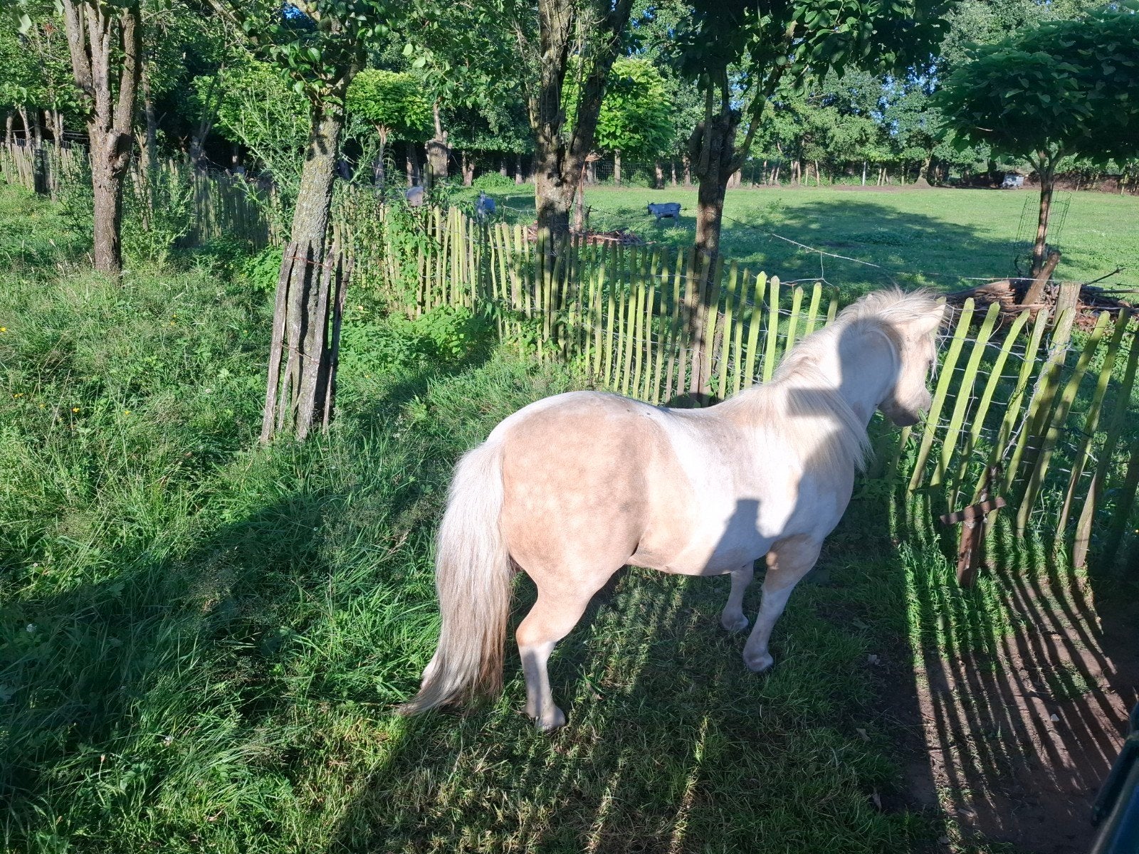 Mini Shetlander Ruin and Mare, Jument
