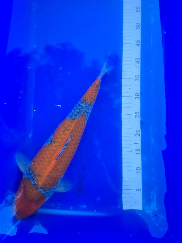 Zeer mooie Goshiki 45-50cm, 3 jaar!, Dieren en Toebehoren