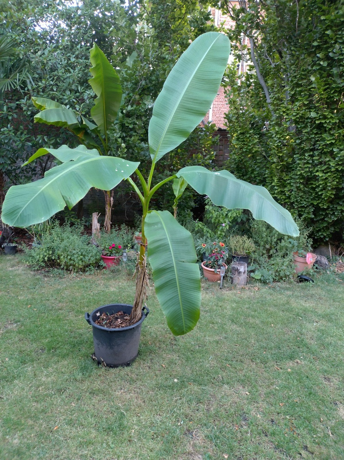 Bananenboom - winterhard, Jardin & Terrasse, Enlèvement