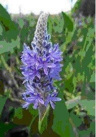 Pontederia lancealata, plante aquatique à fleurs, Enlèvement, Comme neuf