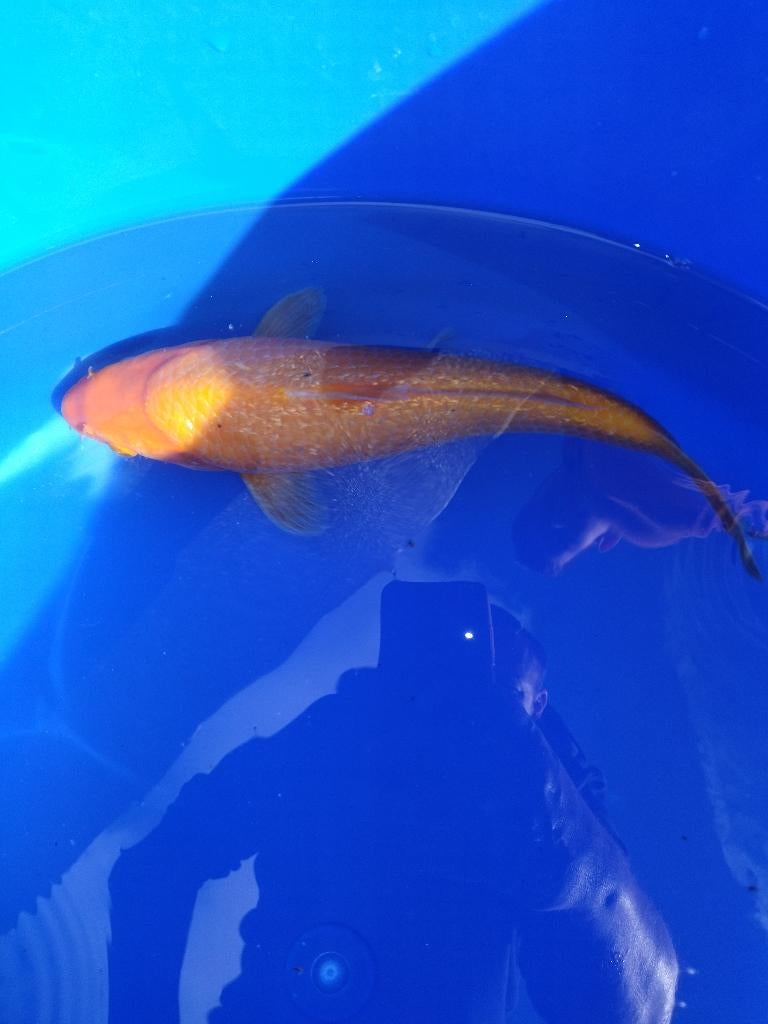 Japanse koi: Ginrin Red Karashigoi, Animaux & Accessoires, Poissons | Poissons d'étang, Carpe ou Koï