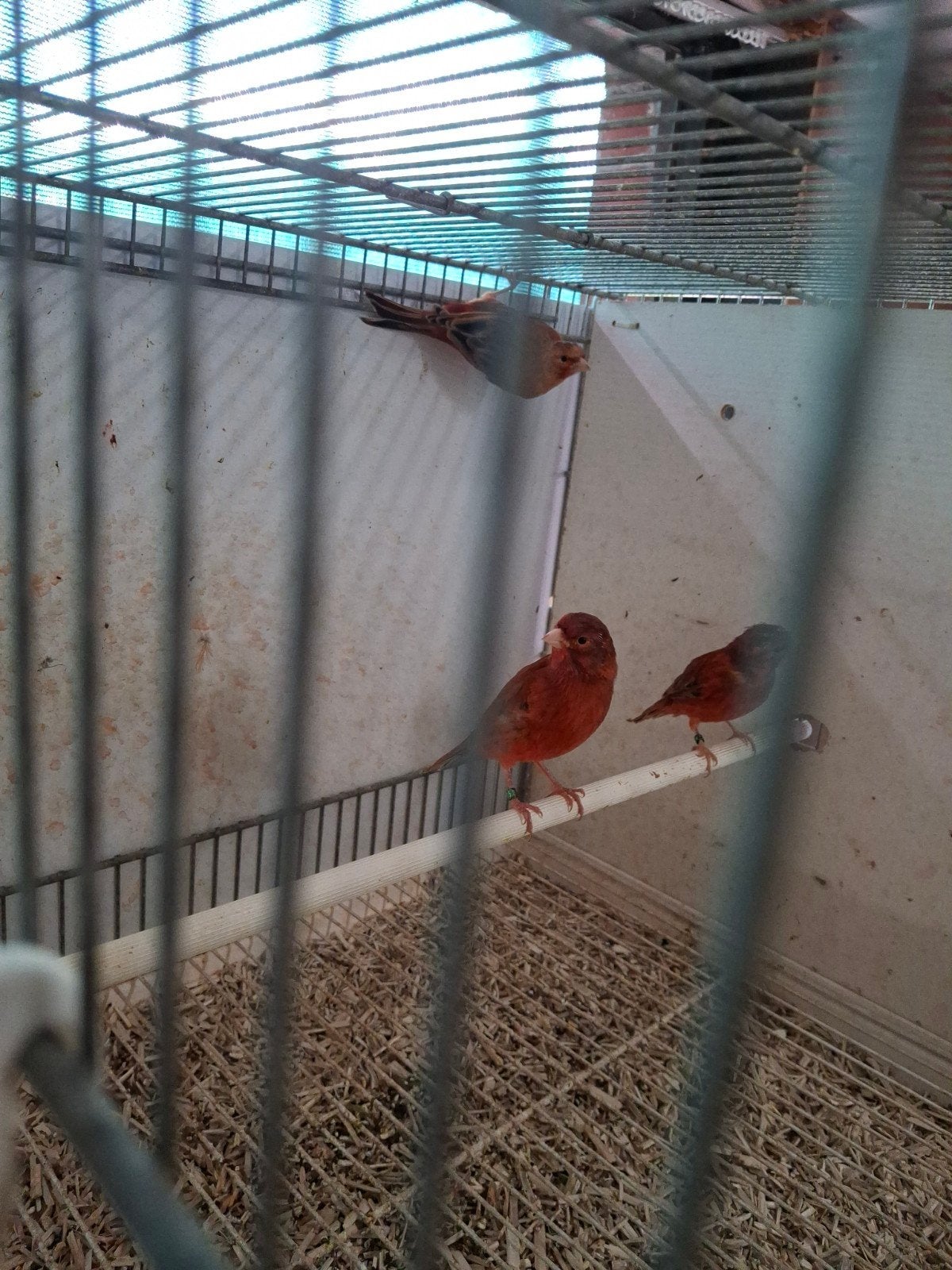 mooie onverwante koppels rood agaat  te koop, Dieren en Toebehoren, Meerdere dieren, Kleurkanarie