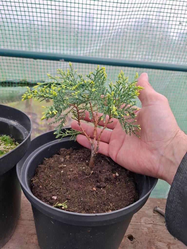 +/- 30 jeunes juniperus pour pré bonsaïs, Ophalen