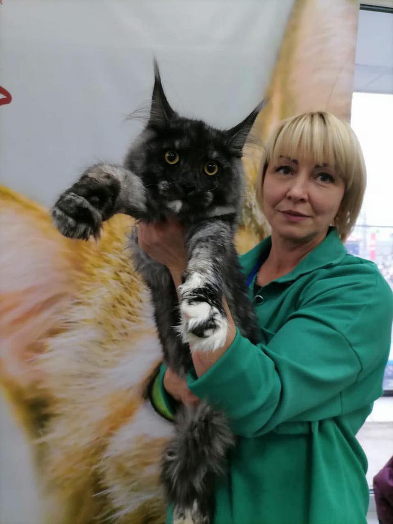 Black Smoke Tortie Maine Coon poes !Verkocht !, Chatte ou Chat, Avec pedigree, 0 à 2 ans